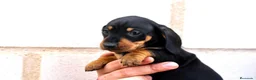 Teckel Miniatura perros en venta: CACHORROS TECKEL NEGROS Y MARRONES - Anuncio 3