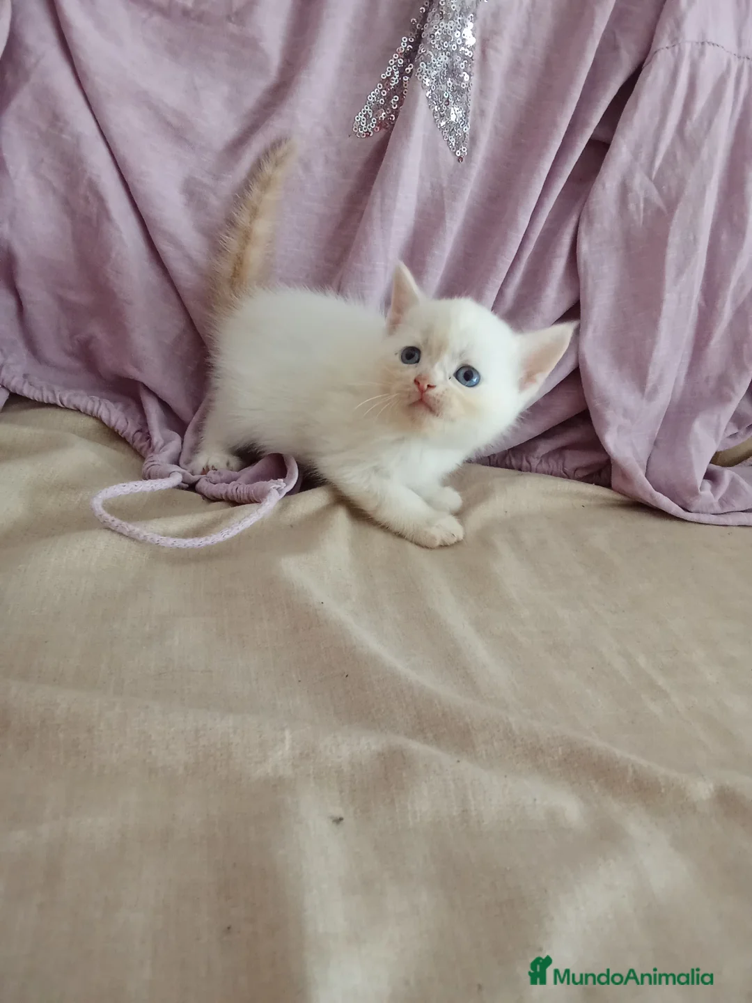 Siamés gatos en venta: SIAMESES POINT Y RED POINT en Madrid - Anuncio 2