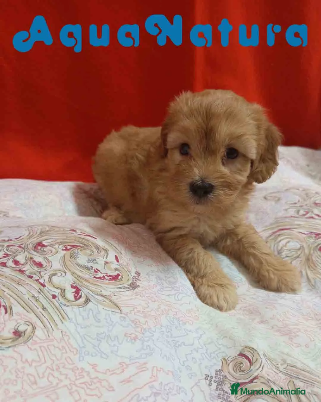 Caniche Enano perros en venta:  Havapoo Macho 3 de Locaty y Can AQUANATURA - Anuncio 8