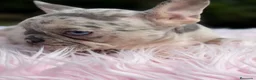 Bulldog Francés perros en venta: Bulldog francés Merle hembra  - Anuncio 3