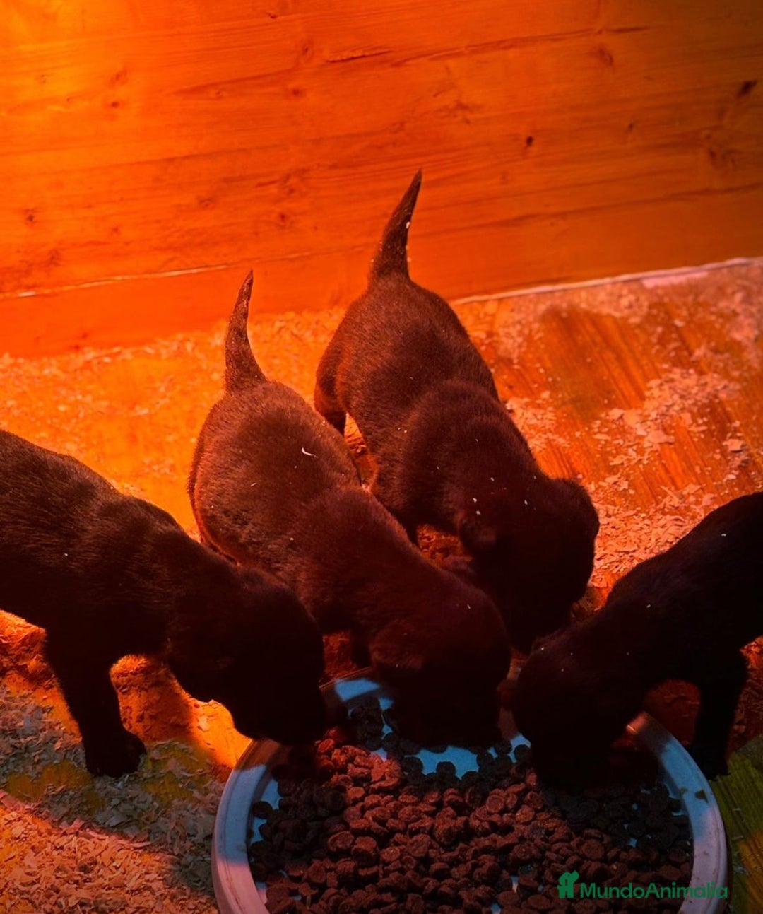 Labrador Retriever perros en venta: Labrador retriever  - Anuncio 2