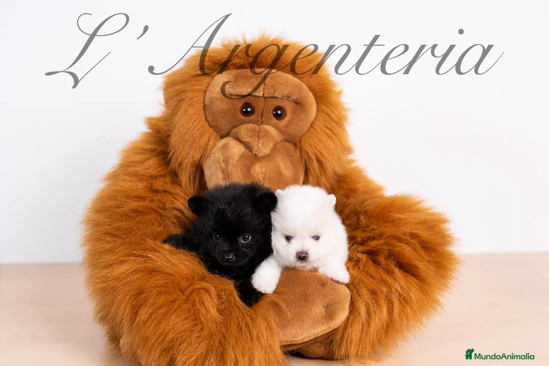 Pomerania perros en venta: Camada pomerania - Anuncio 2