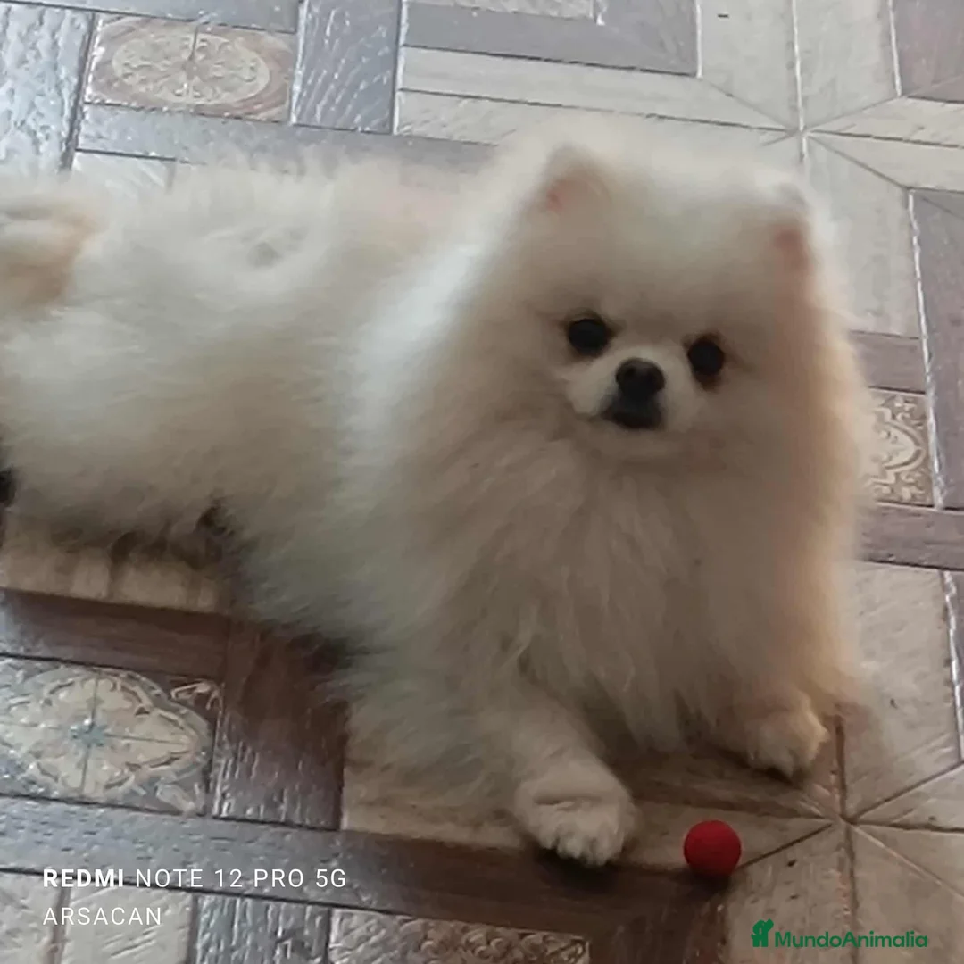 Imagen de galería {{count}}