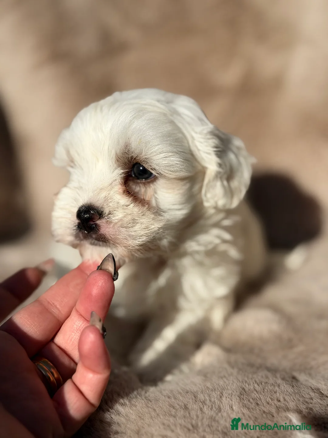 Bichón Maltés perros en venta: Bichon Toy macho  - Anuncio 3
