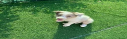 Border Collie perros en adopcion: Preciosos border collie - Anuncio 9