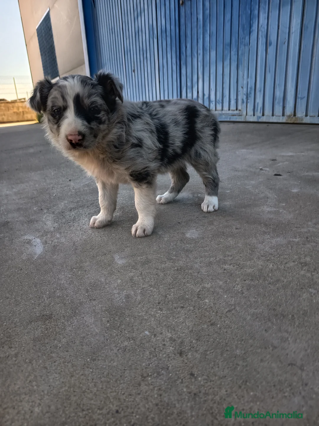 Border Collie perros en venta: BORDER COLLIE - Anuncio 2