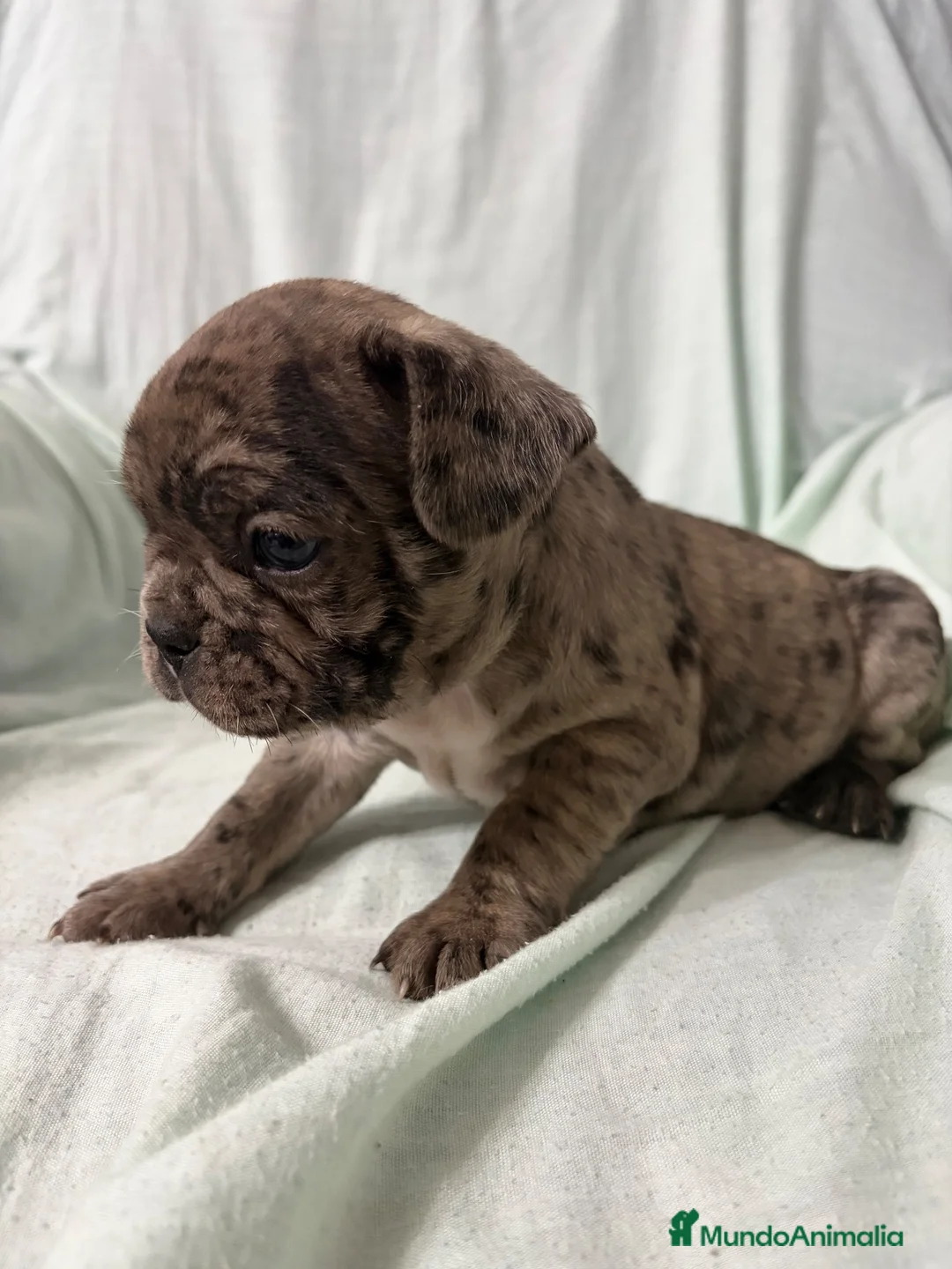 Bulldog Francés perros en venta: BULLDOG FRANCÉS - Anuncio 2