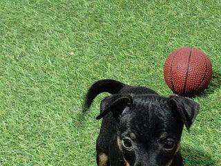 Pinscher Miniatura perros - Anuncio 13
