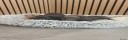 Pequeño Lebrel Italiano perros en venta: Pequeño Lebrel Italiano disponibles para octubre  - Anuncio 8
