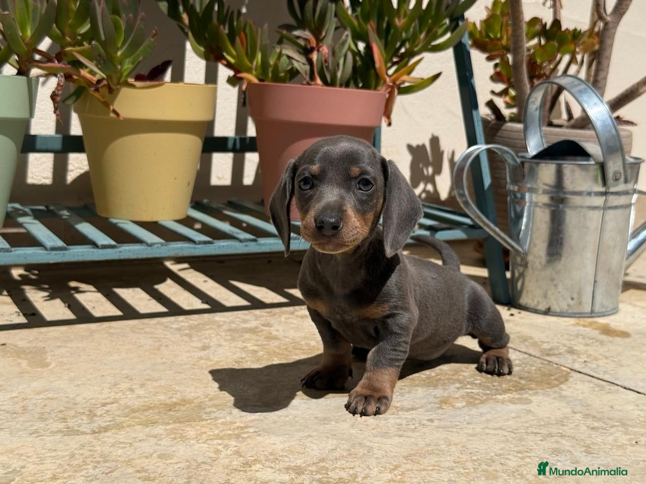 Teckel Miniatura perros TECKEL - Anuncio 2