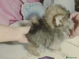 Pomerania perros ‼️POMERANIAS AMERICANOS TAMAÑO TOY - Anuncio 2