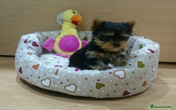 Yorkshire Terrier perros en venta: Yorkshire - Imagen 4