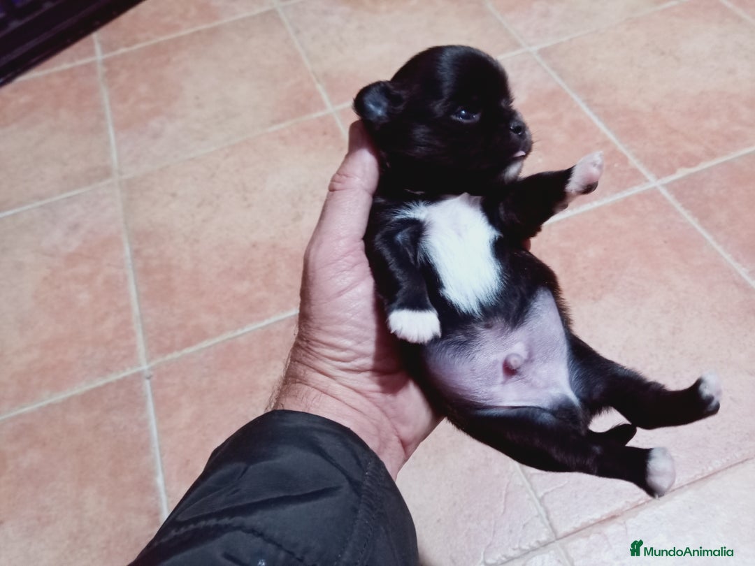 Chihuahua perros en venta: Camada de Paris Chihuahua  - Anuncio 6