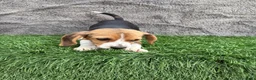 Beagle perros en venta: Precioso macho de Beagle  - Anuncio 13