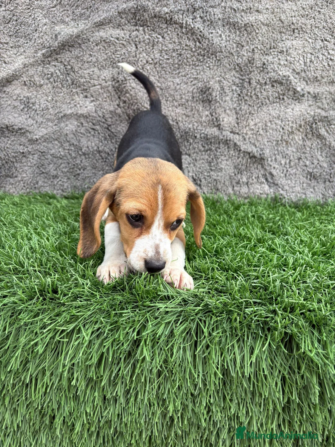 Beagle perros en venta: Precioso macho de Beagle  - Anuncio 13
