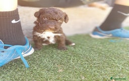 Perro de Agua Español perros en venta: PERROS DE AGUA - Imagen 1