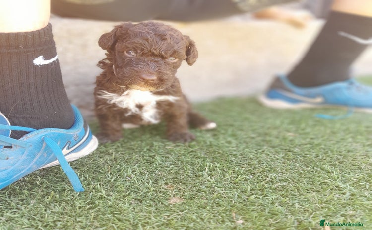 Perro de Agua Español perros - Propaganda 4