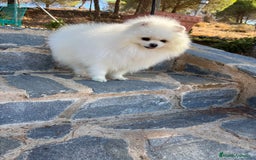 Pomerania perros en venta: Pomerania hembra toy pequeñita disponible  - Imagen 3