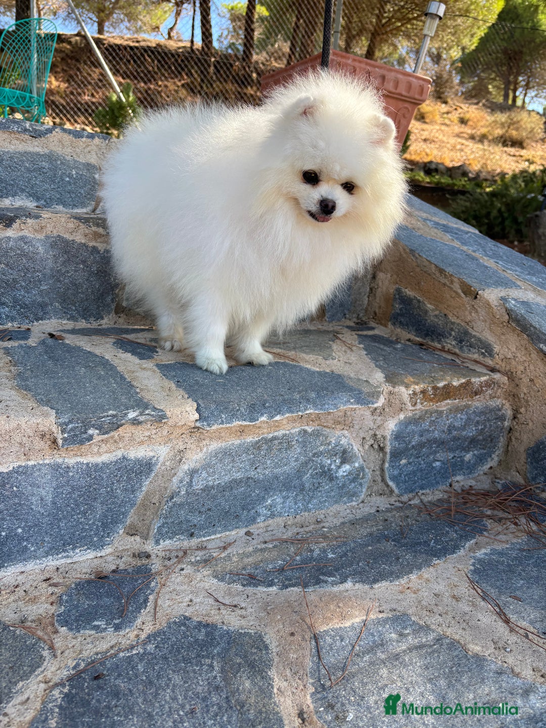 Pomerania perros en venta: Pomerania hembra toy pequeñita disponible  - Imagen 3