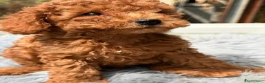 Caniche Toy 2