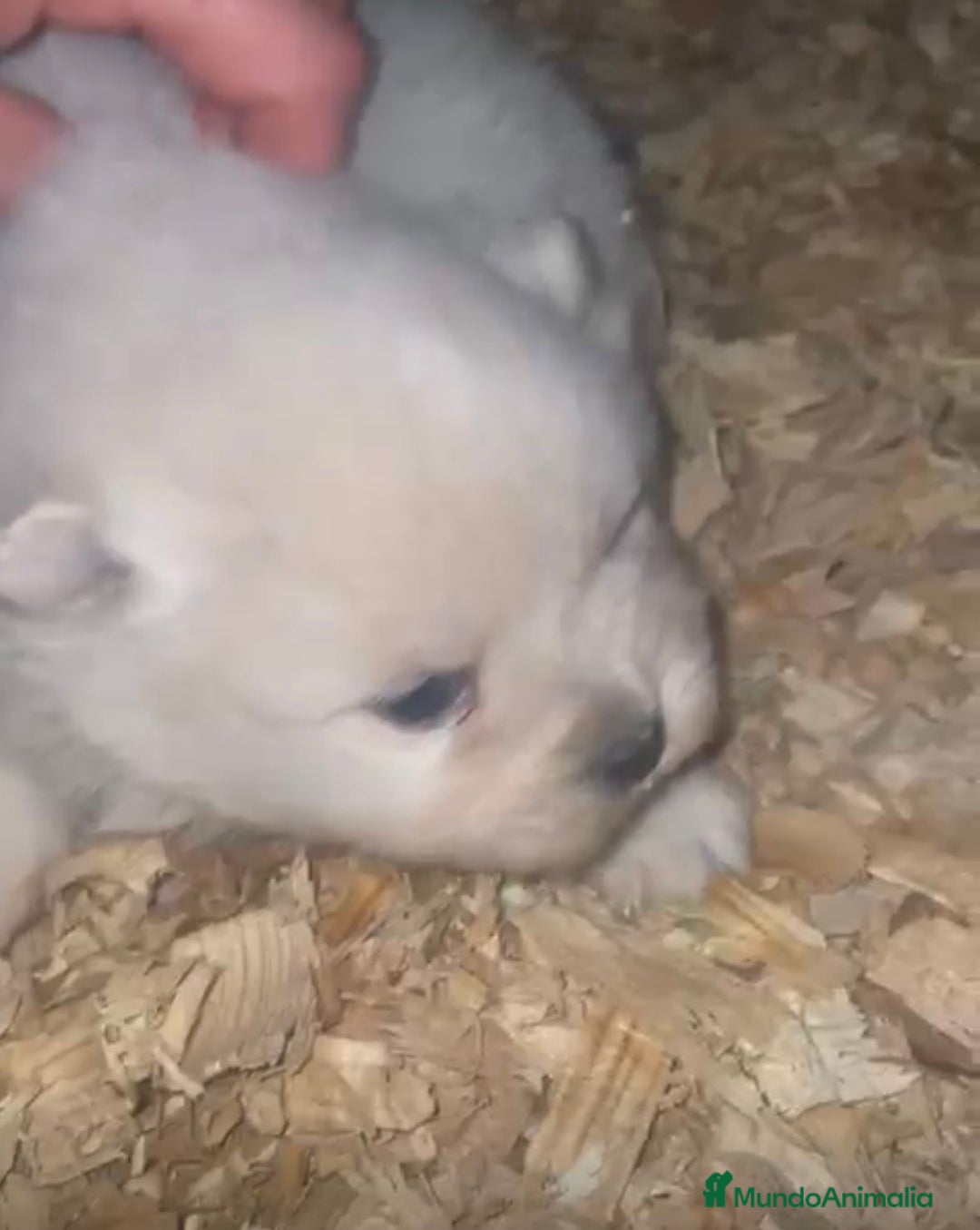 Pomerania perros en venta: Lulu pomerania toy  - Anuncio 5
