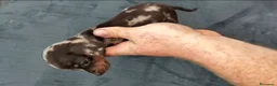 Teckel Miniatura perros en venta: Teckel kaninchen  - Anuncio 4