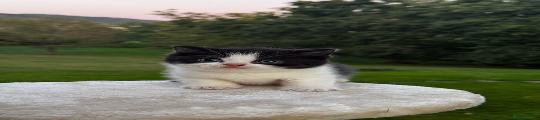 Británico de Pelo Corto Gatito 6