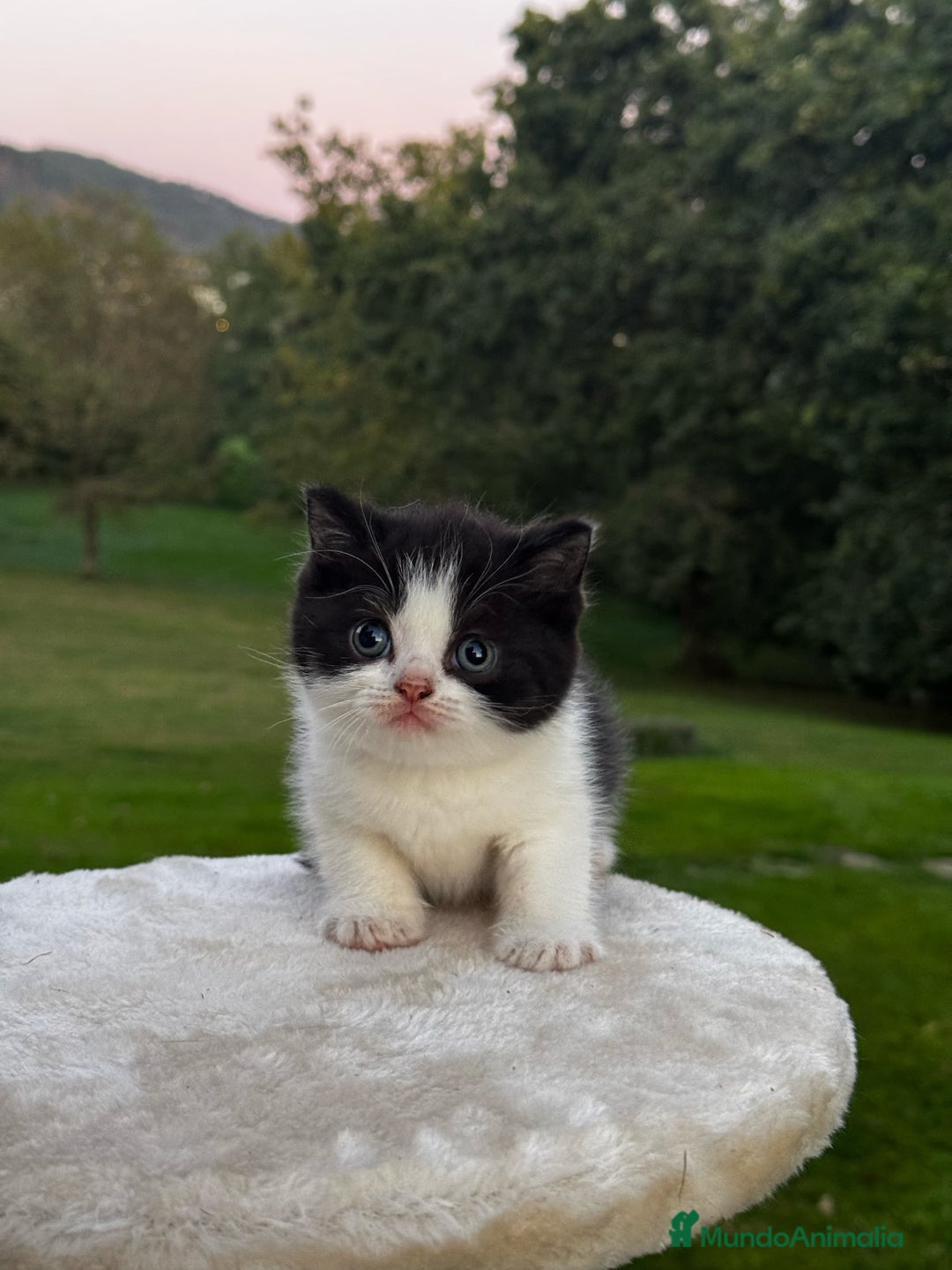 Británico de Pelo Corto gatos en venta: British Shorthair - Anuncio 7