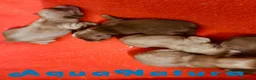 Caniche Toy perros en venta: Camada HAVAPOO de Haya y Can - AQUANATURA en Barcelona - Anuncio 3