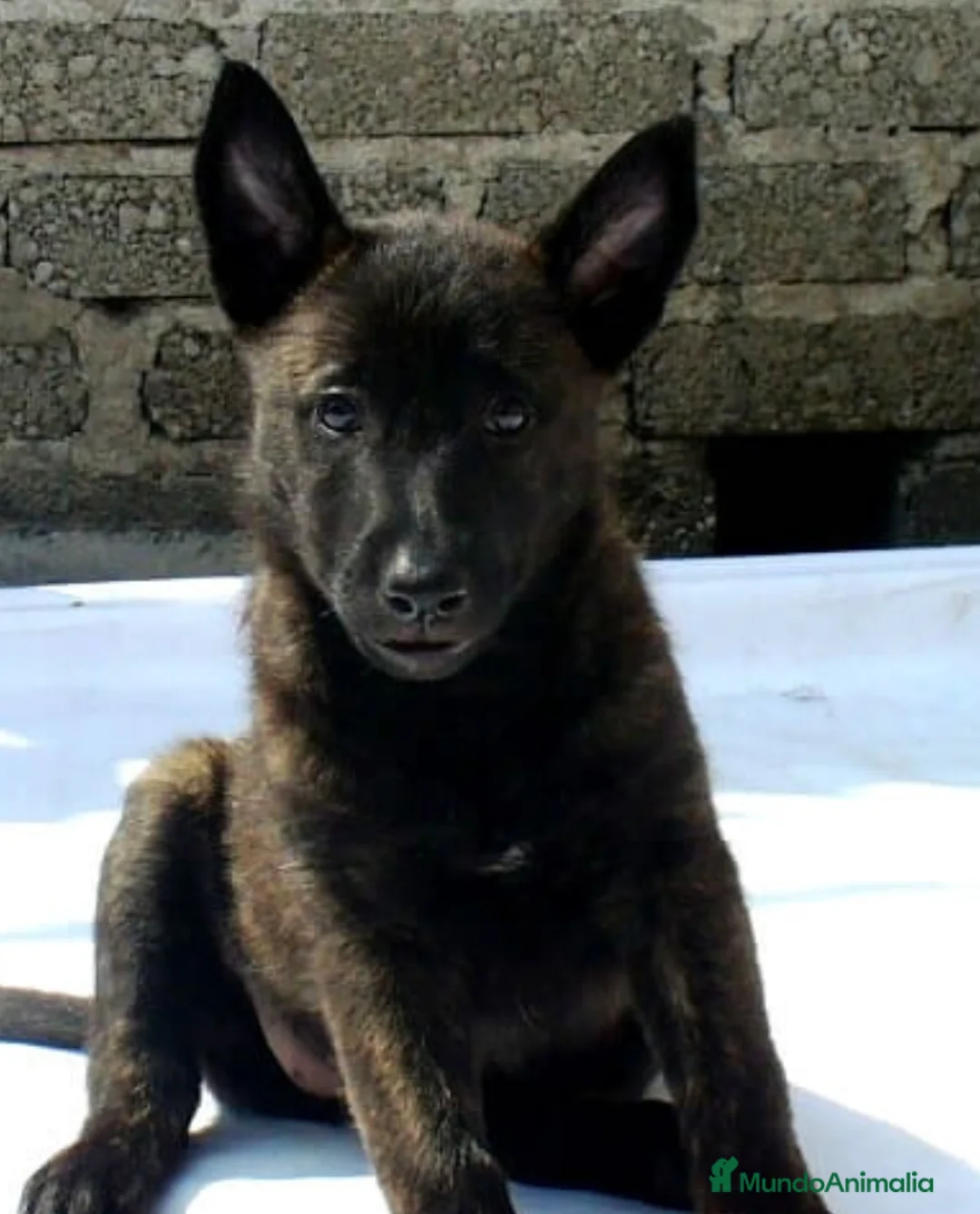 Pastor Holandés perros en adopcion: Pastor holandes - Anuncio 1