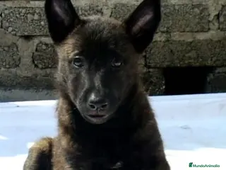 Pastor Holandés perros Pastor holandes - Anuncio 1