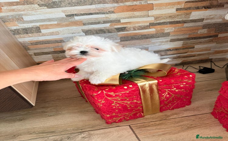 Bichón Maltés perros Bichón maltes mini - Anuncio 1