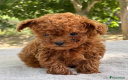 Caniche Toy perros en venta: Caniche Teacup coreano  - Imagen 2