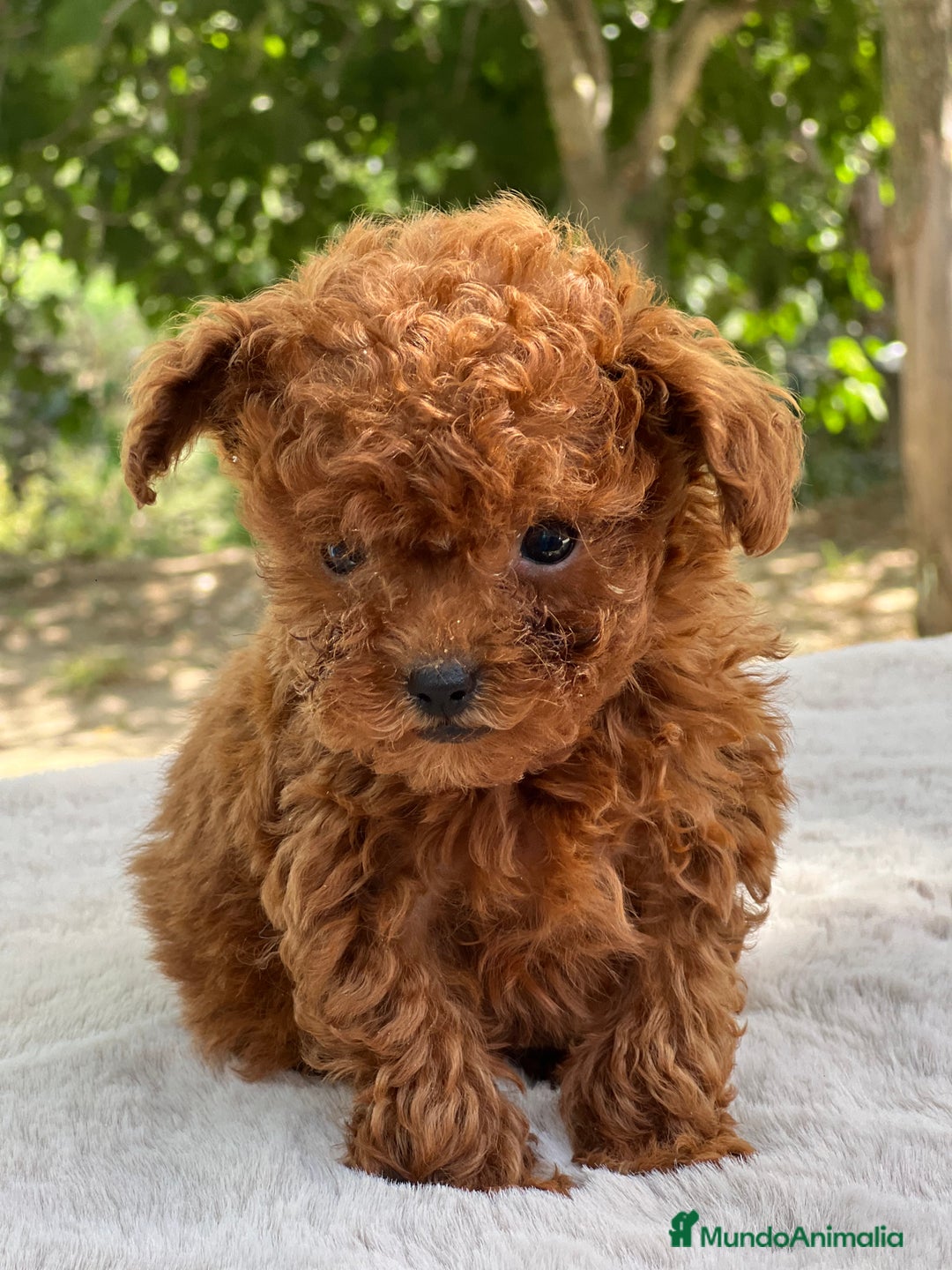 Caniche Toy perros en venta: Caniche Teacup coreano  - Imagen 2