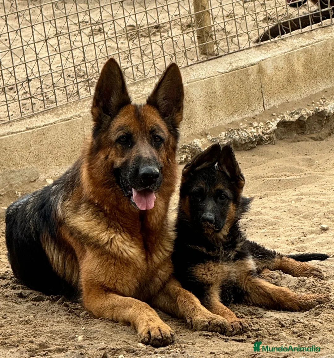 Pastor Alemán perros en venta: CACHORROS DE PASTOR ALEMAN - Anuncio 7
