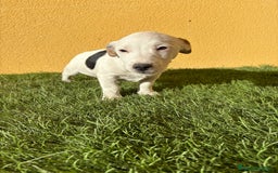 Jack Russell Terrier perros en venta: Camada de Jack Russell de pata corta  - Imagen 23