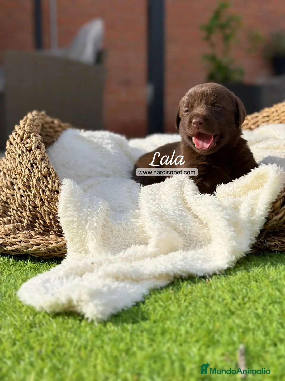 Labrador Retriever perros en venta: LABRADOR HEMBRA - Anuncio 1