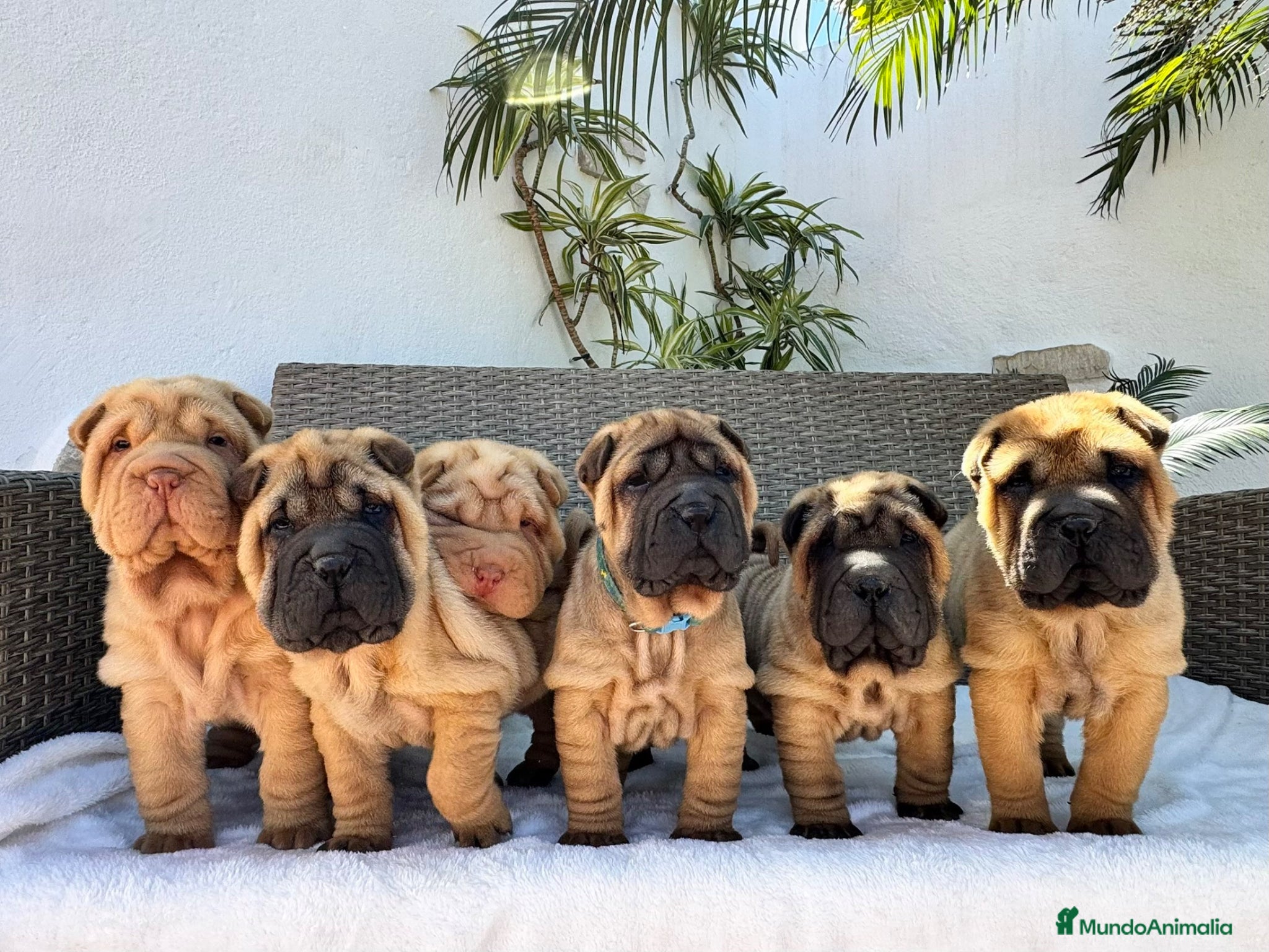 Shar Pei perros Los mejores bebé shar pei  - Anuncio 1