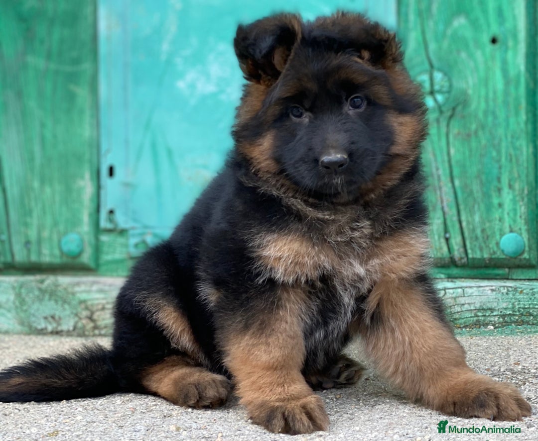 Pastor Alemán perros en venta: Cachorras de pastor alemán - Anuncio 12