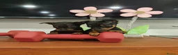Pinscher Miniatura perros en venta: Pinscher miniatura  - Anuncio 4