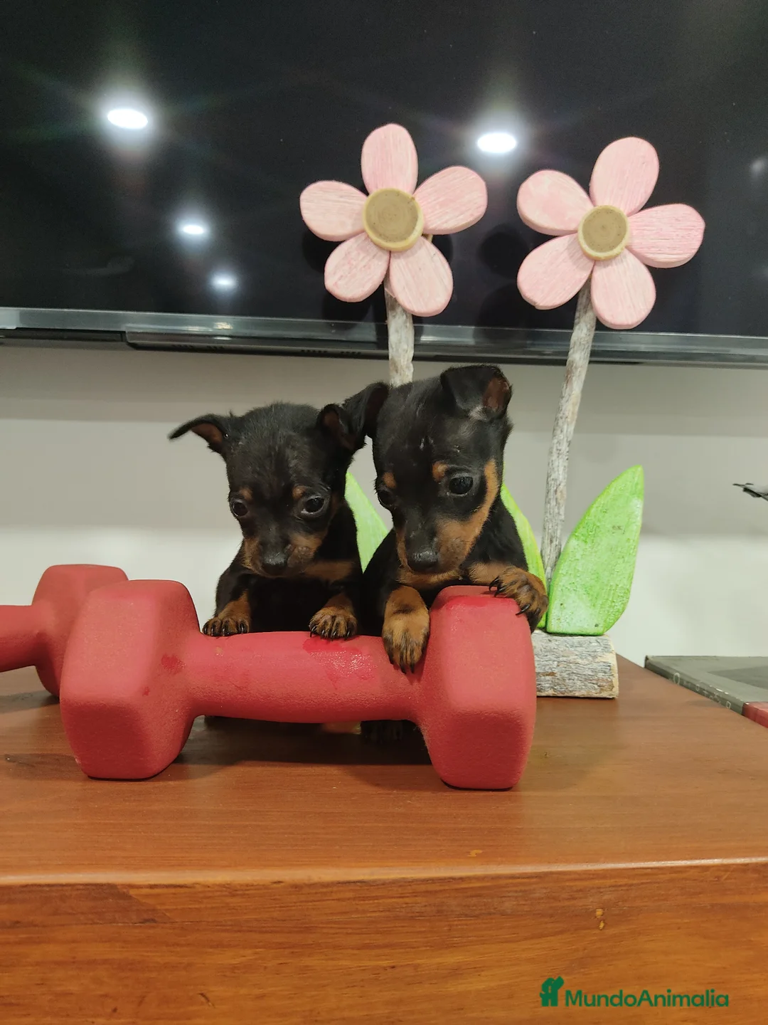 Pinscher Miniatura perros en venta: Pinscher miniatura  - Anuncio 4