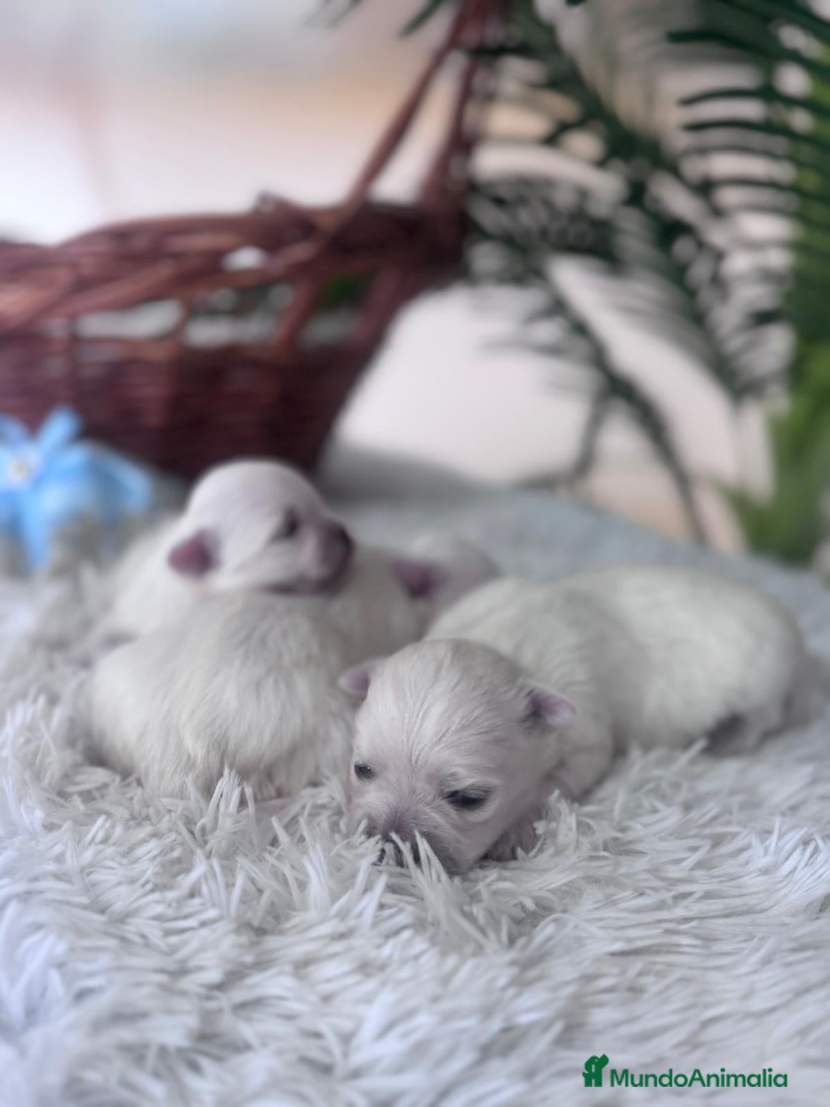 Bichón Maltés perros BICHON MALTES  - Anuncio 1