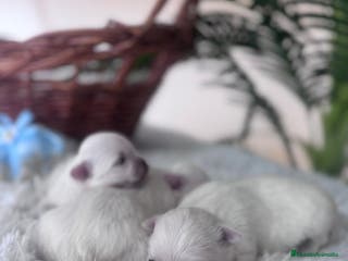 Bichón Maltés perros BICHON MALTES - Anuncio 5