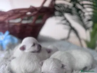 Bichón Maltés perros BICHON MALTES - Anuncio 7