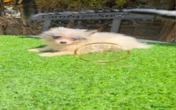 Pomerania perros en venta: Pomerania merles miniaturas  - Imagen 2