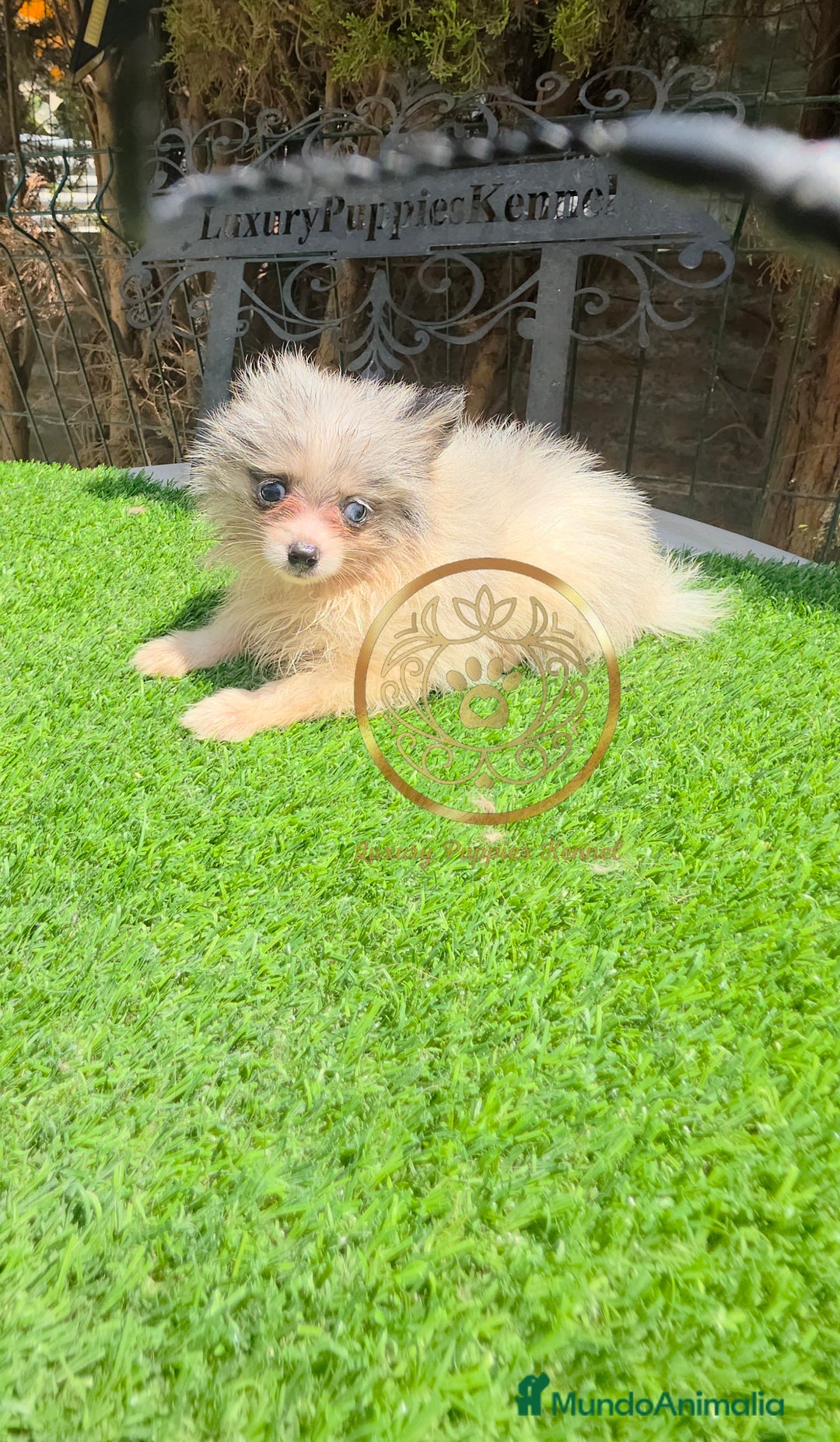 Pomerania perros en venta: Pomerania merles miniaturas  - Imagen 2