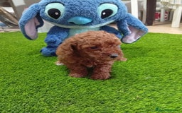 Maltipoo perros en venta: Precioso maltipoo 90% caniche  - Imagen 1