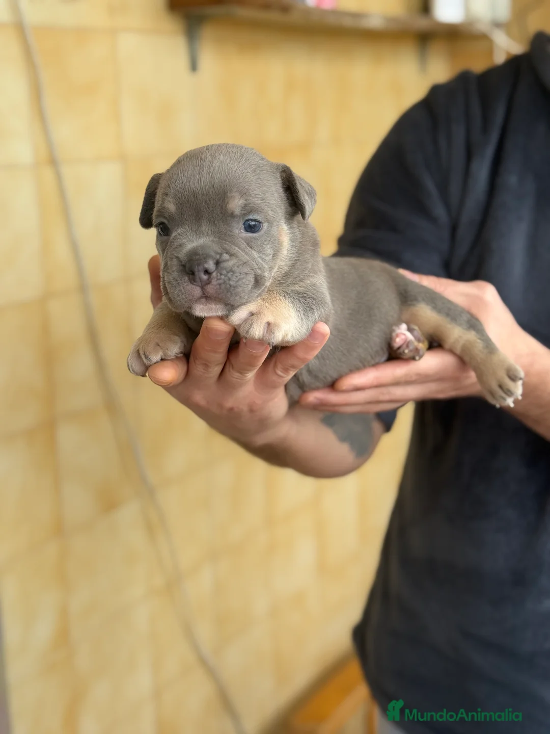 American Bully perros en venta: American Bully  - Anuncio 6