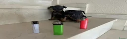 Pinscher Miniatura perros en venta: PINCHER MINIATURA - Anuncio 3