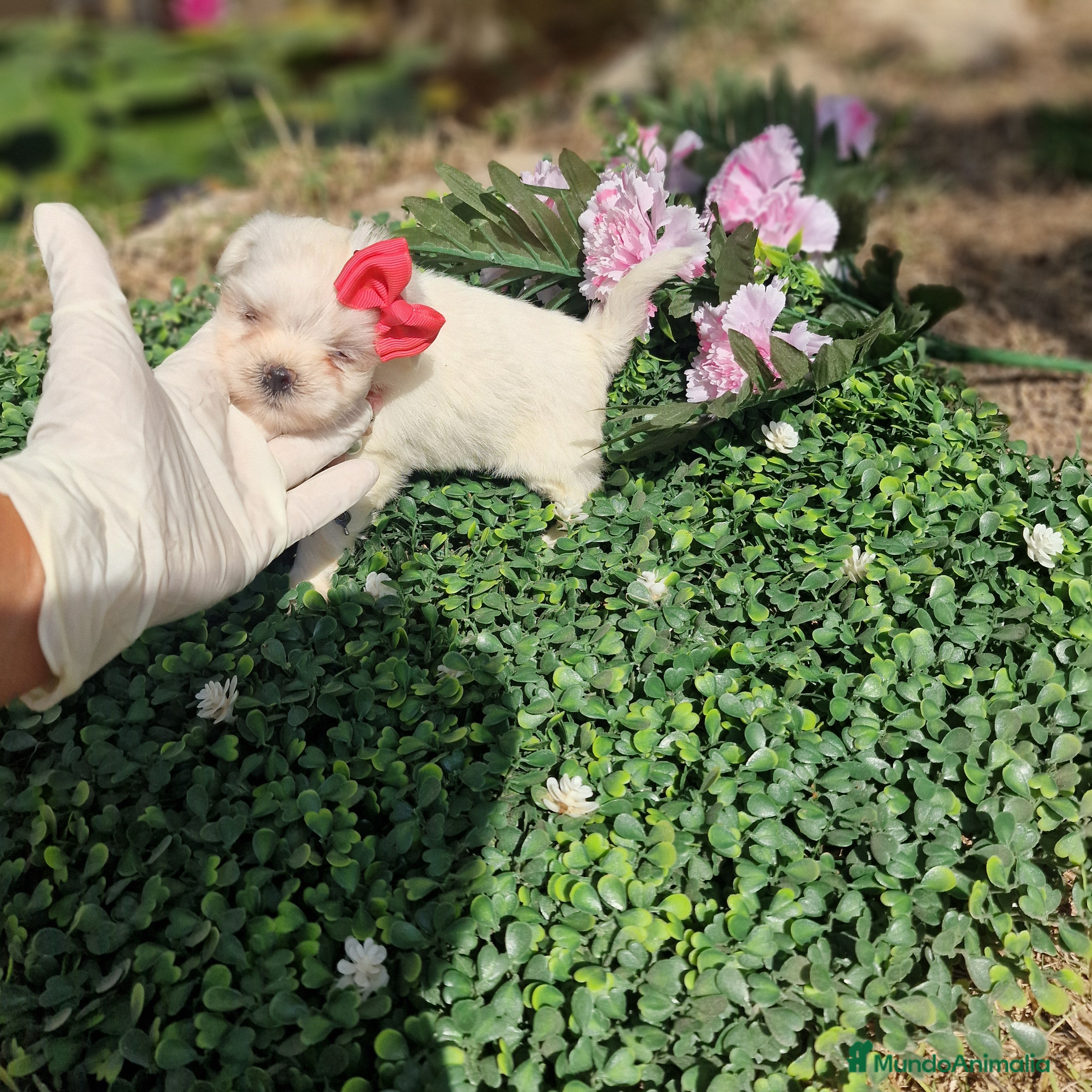 Bichón Maltés perros Malteses linea americana coreana!! criadero en Valencia - Anuncio 4